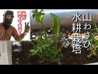  【40代無職バツイチ家を買う#157】本わさびを育てている水で山わさびを育て始める男