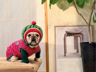 【SHEIN】高見えカトラリー見っけーーー！！ そして、最高のインテリアグリーンその後…