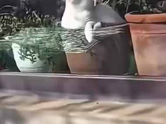 家の窓辺に植物を並べていた。ぽかぽか光合成！ → ひとつの鉢はこんな様子です…
