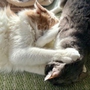 2歳と13歳の猫のじゃれ合いと雪に残された足跡