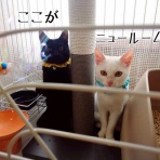 猫とお酒と日々のこと