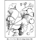イチョウの伝来はいつ頃か？　１２月４日