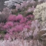 「ＨＡＮＡＭＩはいかが」政府、訪日客増加を目指して花見をプロモーション