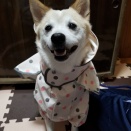 あめあめふれふれ