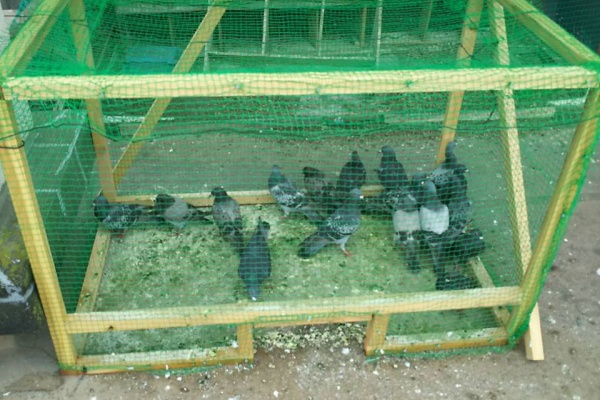 はと捕獲専門 グリーンサポート ハト捕獲