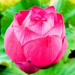 神代植物公園の食虫植物展⑲(2025年8月)