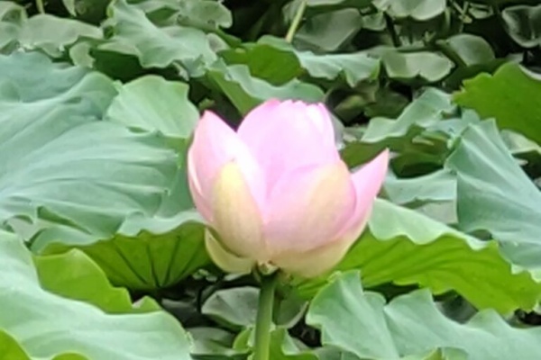 花紅柳緑 アラカン主婦の日々のこと 水元公園