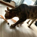 我が家の破壊王たち