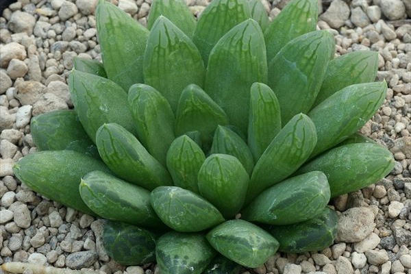 日本ハオルシア協会 Official Blog - species