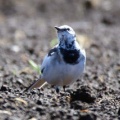 令和6(2024)年3月27日の鳥さん Vol.1　国分川で野鳥の観察･撮影 カワセミが結構登場!!ジョウビタキのメスも現る!!魚の坂上りを見た!!