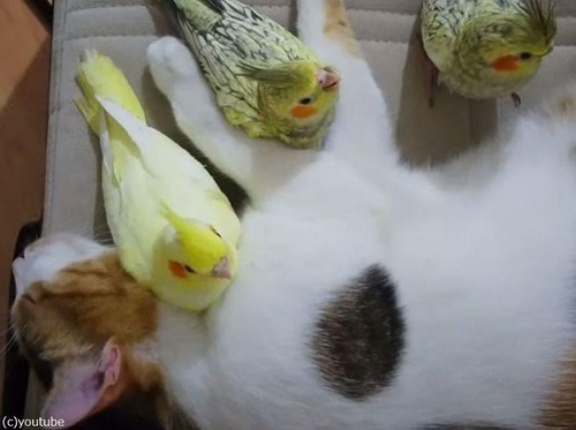 猫と3羽のインコが仲良くお昼寝すると…ひたすらカワイイ！（動画）