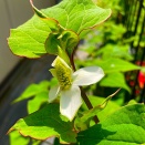 5月