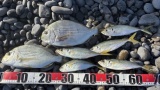 釣り行ってきたンゴｗｗｗ（※画像あり）