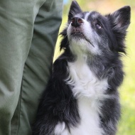 【犬のいる暮らし】６０歳からはやりたい放題だけどね♪