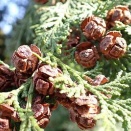 ヒノキの実