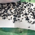 20バーツショップで売っているハエ取り紙の効果