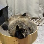 車のルームミラーに吊るされていたとんでもない物