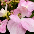 ハーベストの丘の紫陽花２０２６