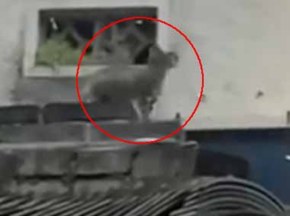 後を追う子ネコは行けるかな？ 母猫が隣の屋根に飛び乗った。ほら、がんばりなさい → 子猫、勇気を振り絞る…