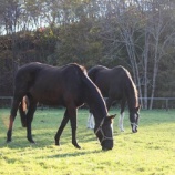 『穏やか』の画像