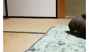 このgifで笑ったら負けなwwwwwwwwwww