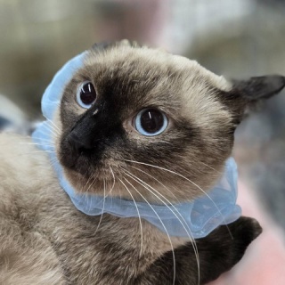 募集猫たち