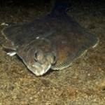 TOKIOがまたも稀少生物を発見！！専門家が「大事件だ」