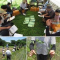 水田雑草観察会 2025年6月