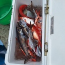 キンメ、クロムツ