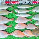 2026年10月12日　釣果