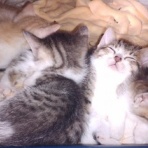 NGO　Life Investigation Agency