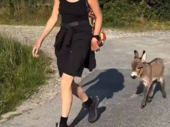 「生後2日でこの足取りなの!?」赤ちゃんロバが女性の後ろをトコトコとついて行く