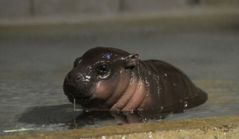 【画像】カバの赤ん坊をご覧下さい