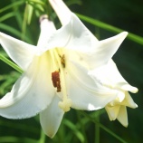 『スナップショット「凱風快晴」（62）盛夏』の画像