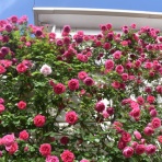 すみ子の小鳥が憩う手作りガーデン