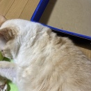 匂いを消される