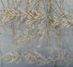 霞ヶ浦は茨城県の大きな財産です