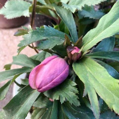 クリスマスローズ タガメとタナゴ ちょっと家庭菜園のblog