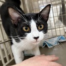 里親さんを待ってる猫たち(4/11)