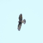 青色鳥撮り