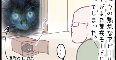 子猫たち仲良し作戦！のまき