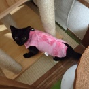 猫様の避妊手術をしてきました。