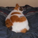 猫に小判を与えたら。 埋蔵金：弐千四両　　　お留守番してもぉ・・・。
