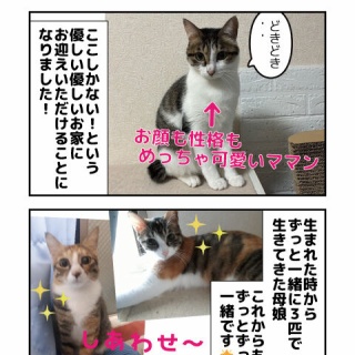 しゃーねこ家のblog