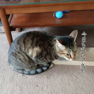 息子だけ連休明けてました。と、ブルーグレーの水面石つくりました。