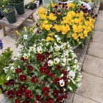 ひねもすノッタリ・・