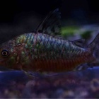 『【2月7日(金)熱帯魚入荷情報🔥】』の画像