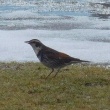 今日の野鳥　ツグミ