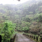 有機無農薬栽培茶　国友農園