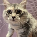 アグレッシブなマンチカンちゃん